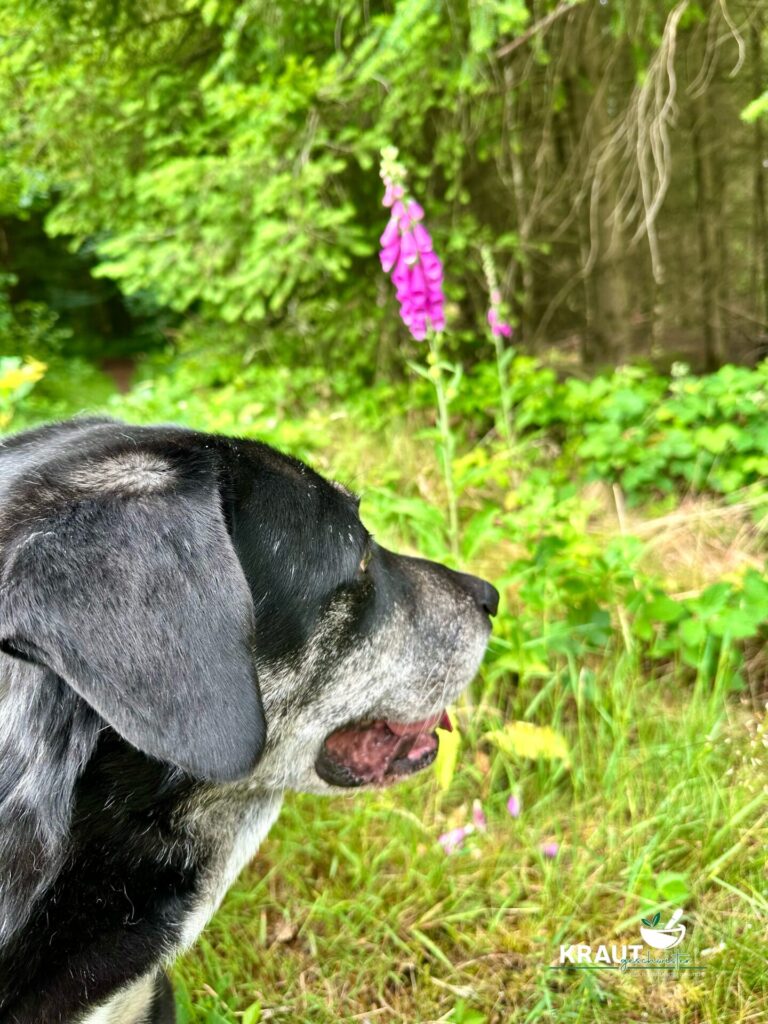 Welche Heilpflanzen sind f&uuml;r Hunde giftig?