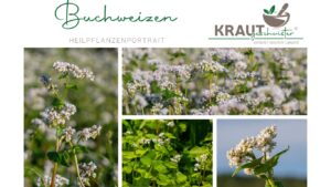 Buchweizen: Das Korn, das keines ist