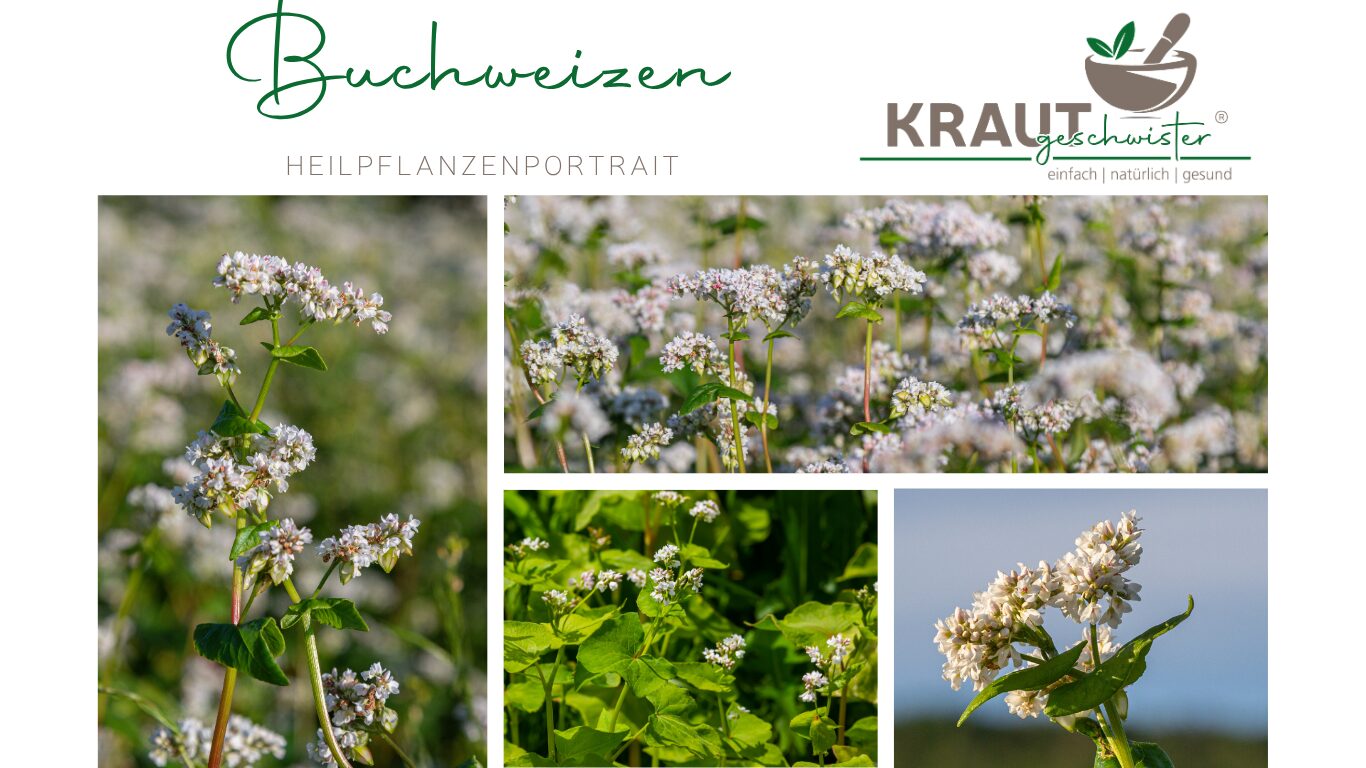 Mehr über den Artikel erfahren Buchweizen: Das Korn, das keines ist