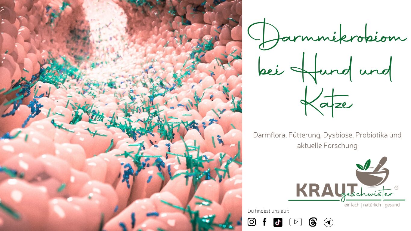 Mehr über den Artikel erfahren Darmmikrobiom bei Hund und Katze