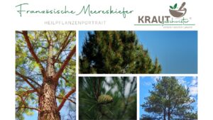 Franz&ouml;sische Meereskiefer: Was wirklich in ihrer Rinde steckt