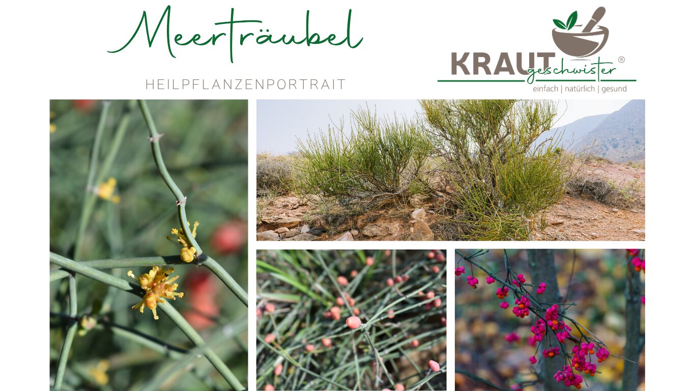 Mehr über den Artikel erfahren Meerträubel: Ein urtümlicher Strauch zwischen Arzneipflanze und Risiko