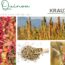Quinoa: Das Korn, das botanisch keines ist