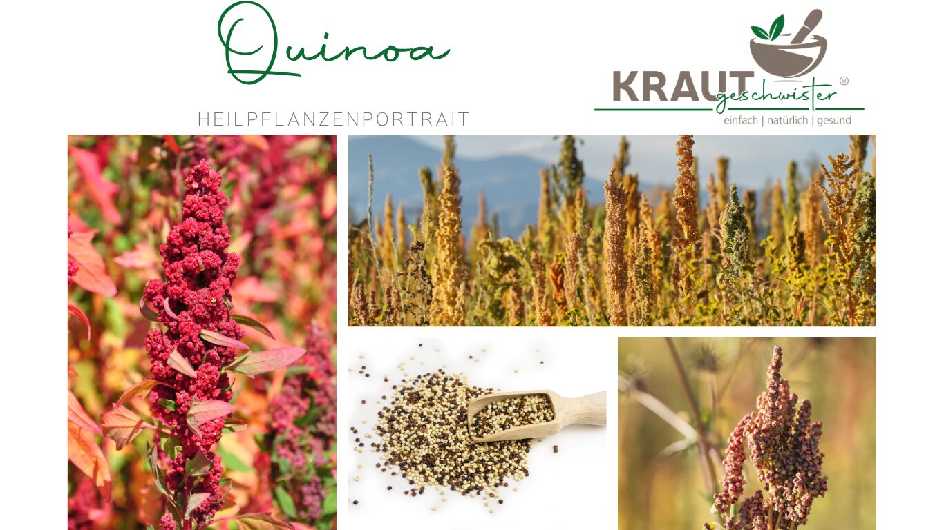 Quinoa: Das Korn, das botanisch keines ist