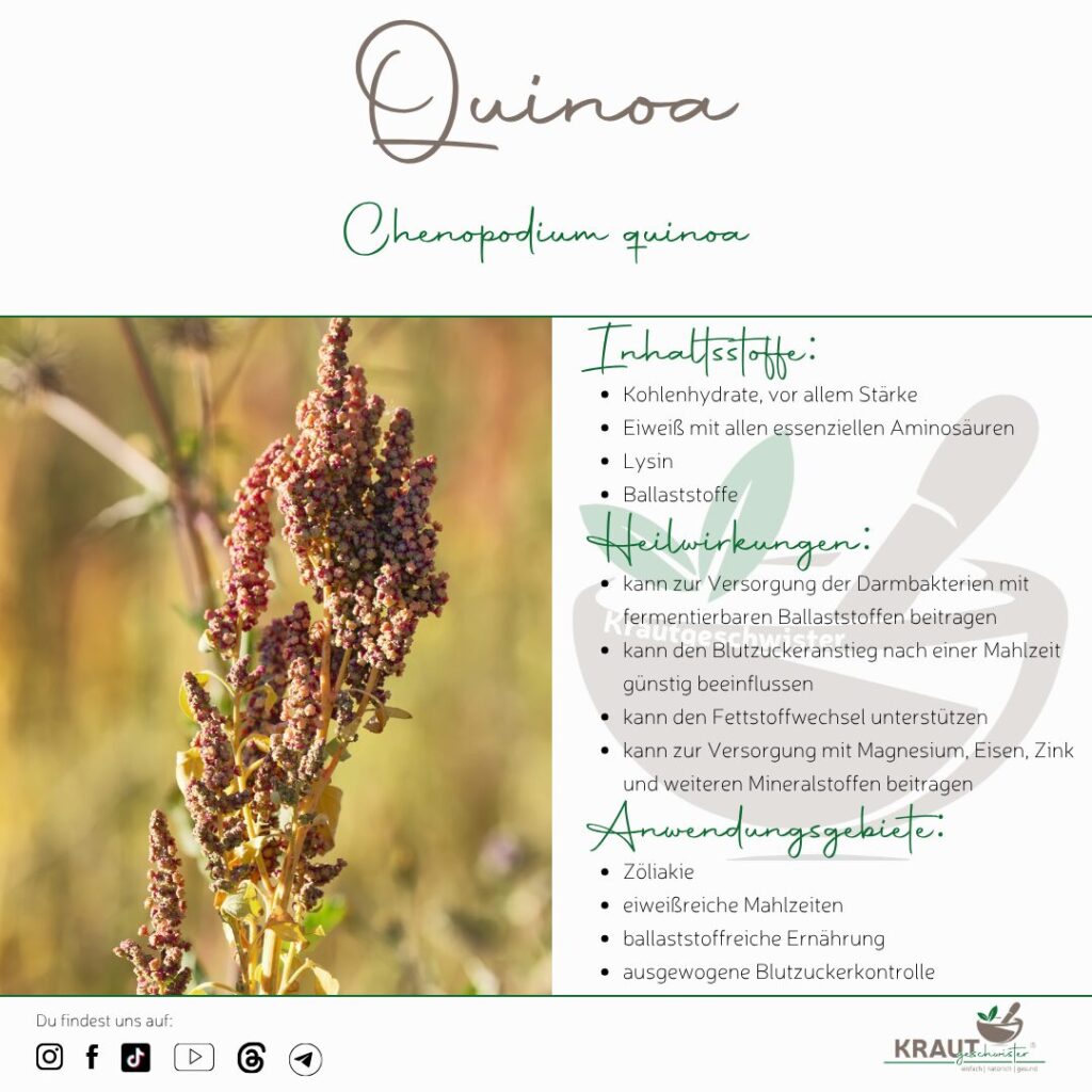 Quinoa: Das Korn, das botanisch keines ist