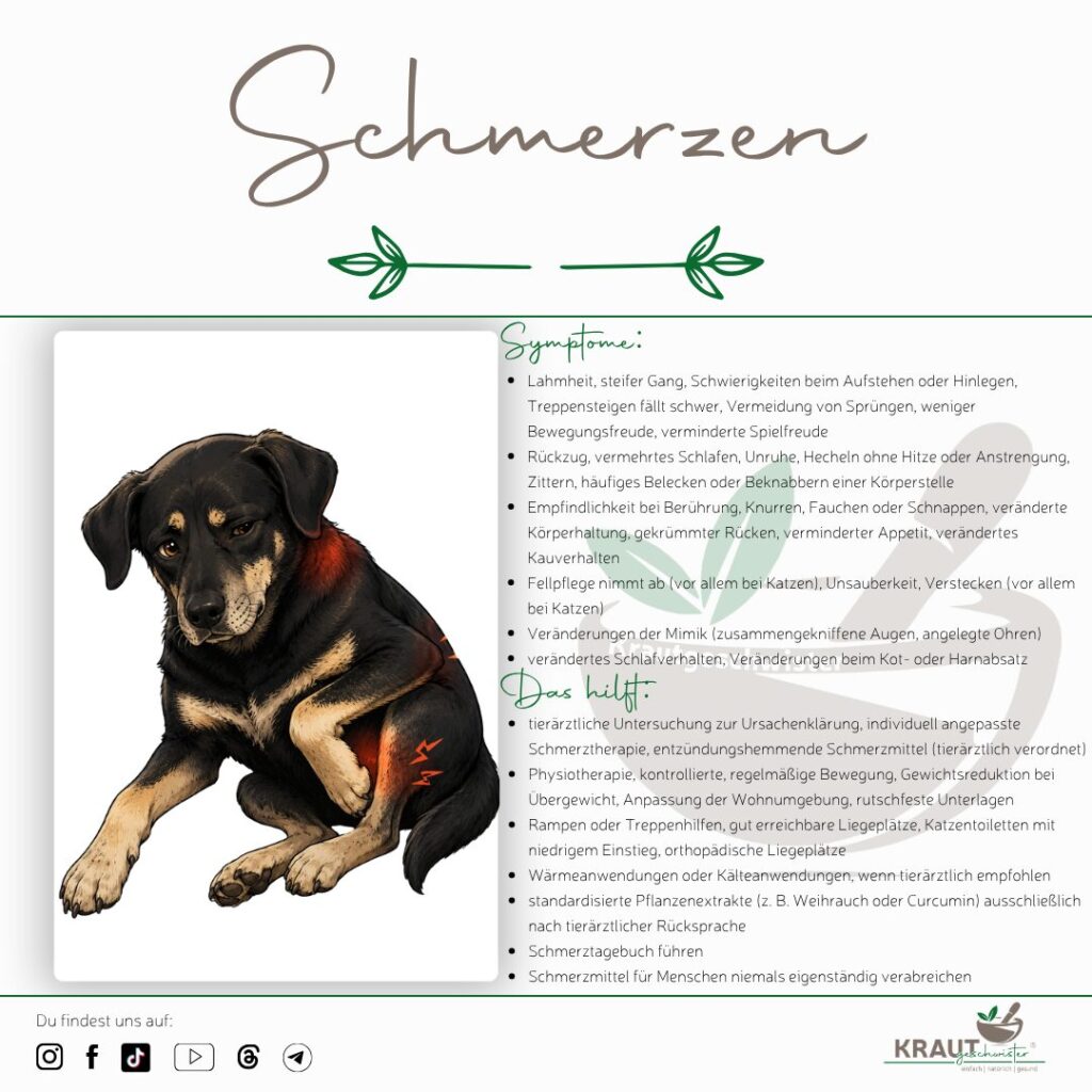 Wenn Tiere schweigen: Schmerzen bei Hund und Katze erkennen und lindern