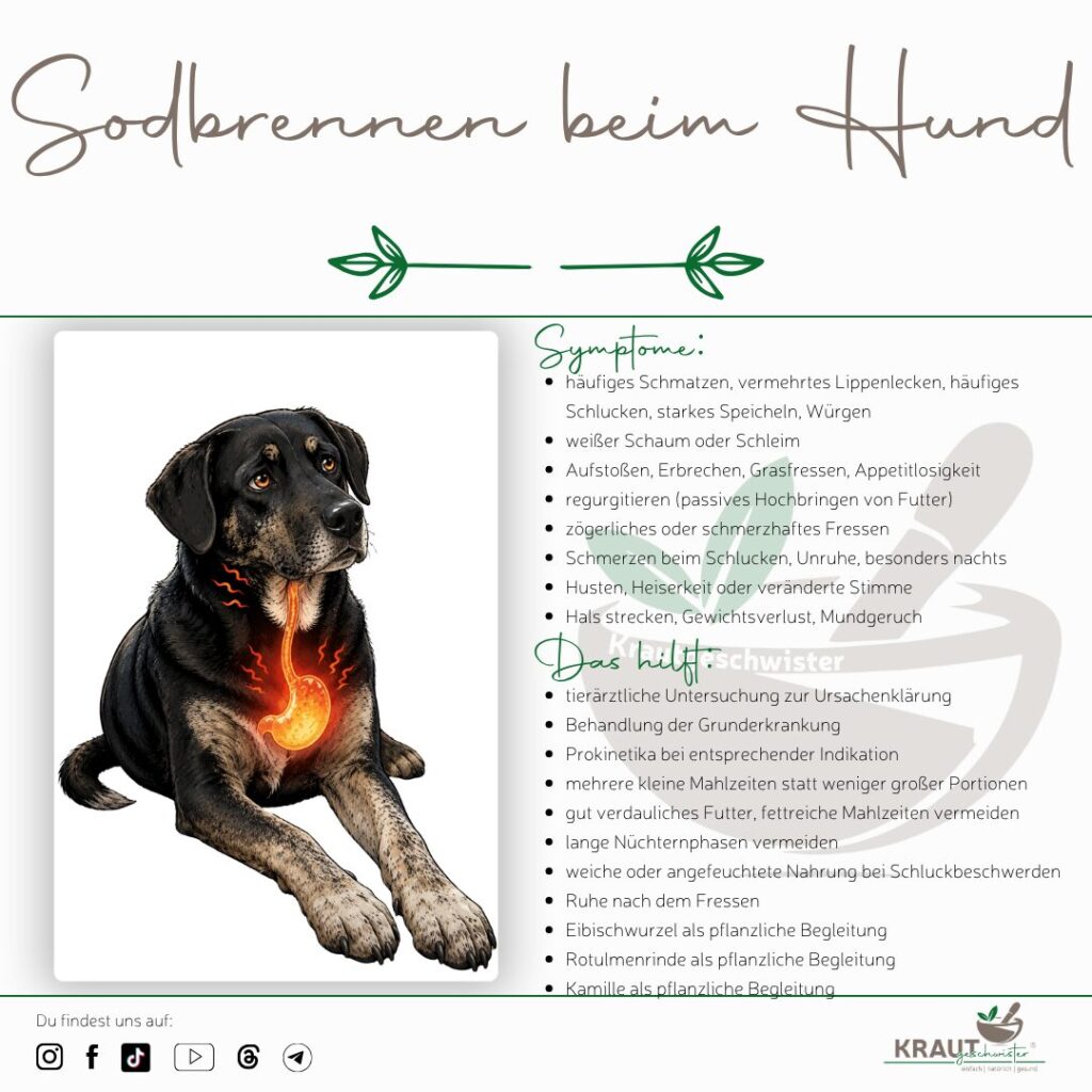 Sodbrennen beim Hund: Wenn Magensaft in die falsche Richtung flie&szlig;t