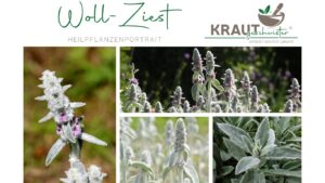 Woll-Ziest: Das samtige Pflaster aus dem Garten