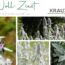 Woll-Ziest: Das samtige Pflaster aus dem Garten