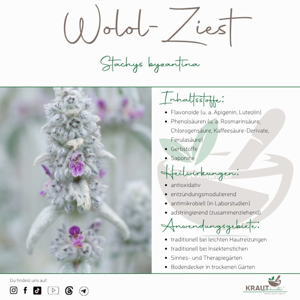 Woll-Ziest: Das samtige Pflaster aus dem Garten