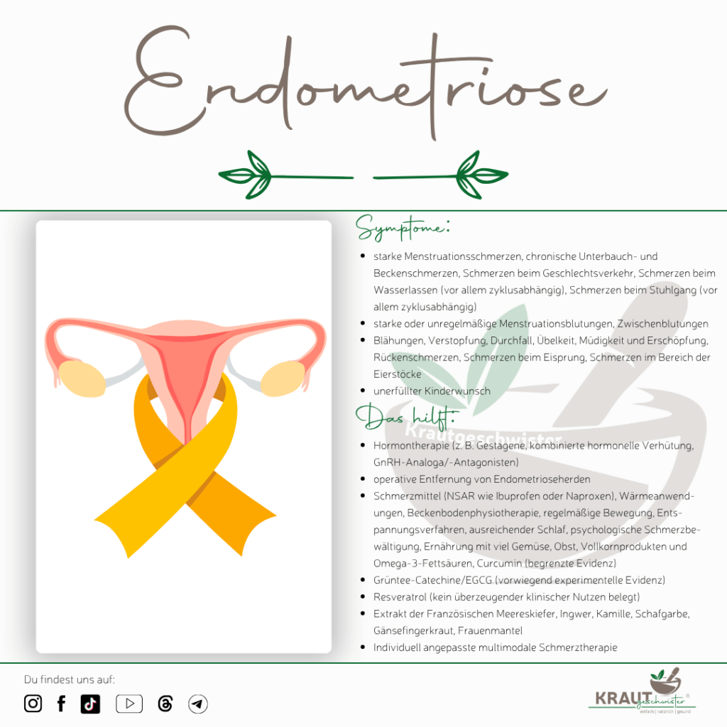 Endometriose und Heilpflanzen: Was ist wirklich belegt?