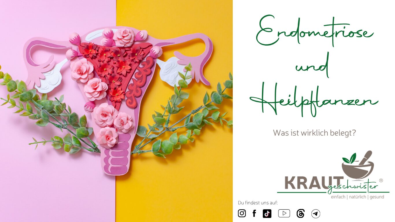 Mehr über den Artikel erfahren Endometriose und Heilpflanzen: Was ist wirklich belegt?