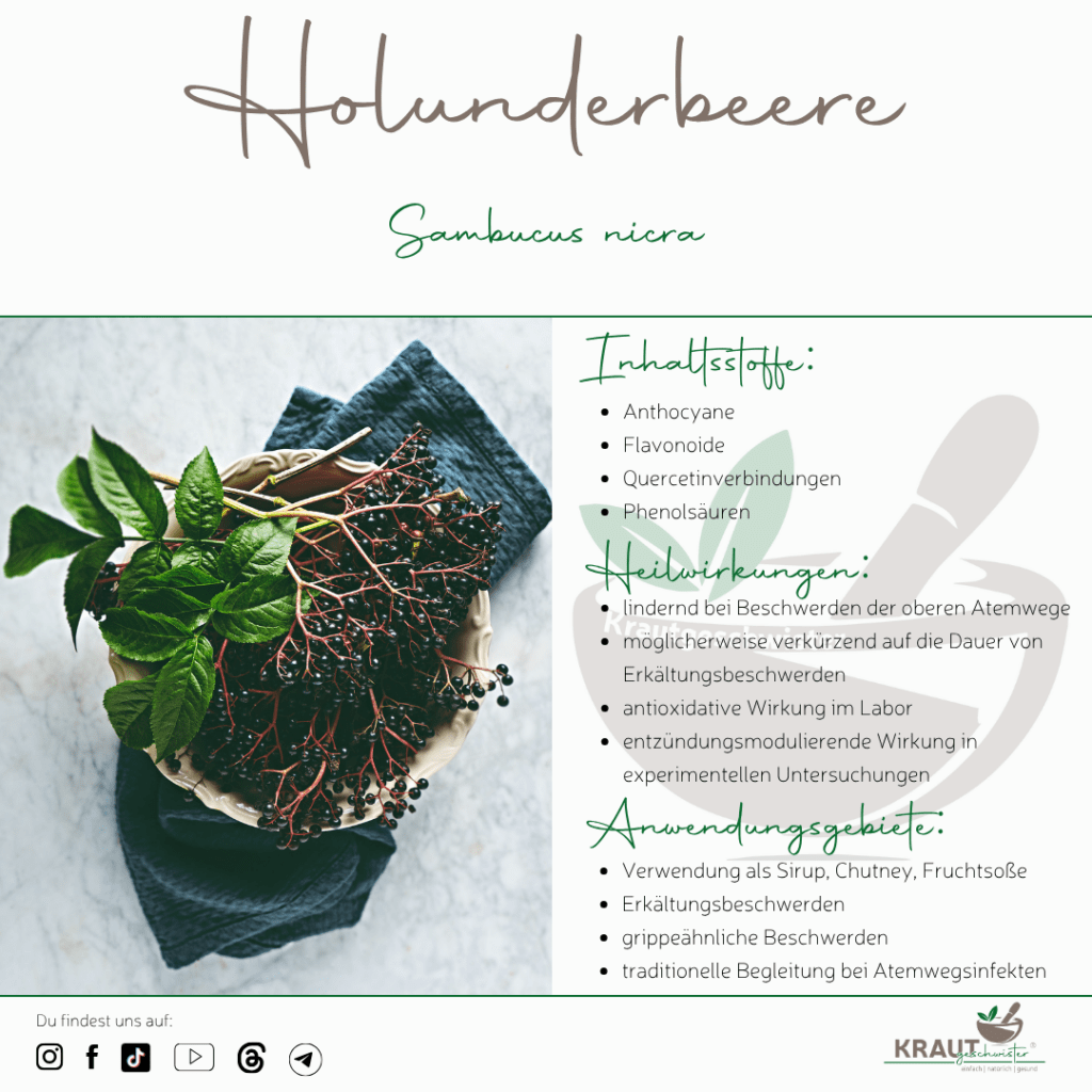 Holunderbeeren: Schwarze Sch&auml;tze, rote Warnsignale