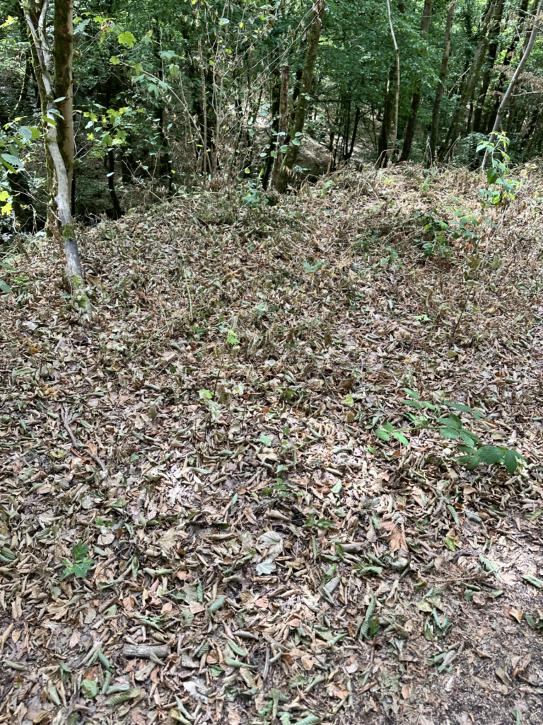 Tote Maulw&uuml;rfe am Waldweg: Wenn die Trockenheit das Leben im Boden trifft