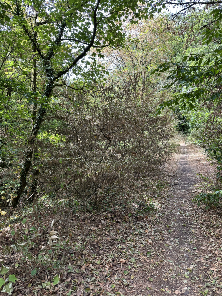 Tote Maulw&uuml;rfe am Waldweg: Wenn die Trockenheit das Leben im Boden trifft