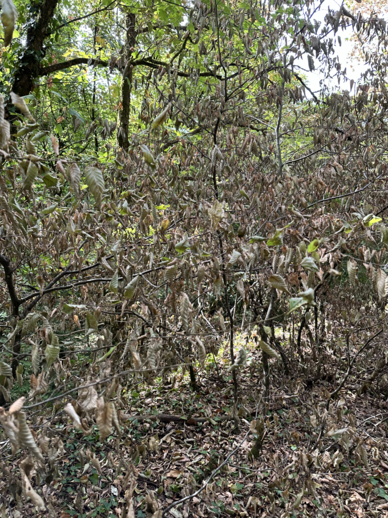 Tote Maulw&uuml;rfe am Waldweg: Wenn die Trockenheit das Leben im Boden trifft
