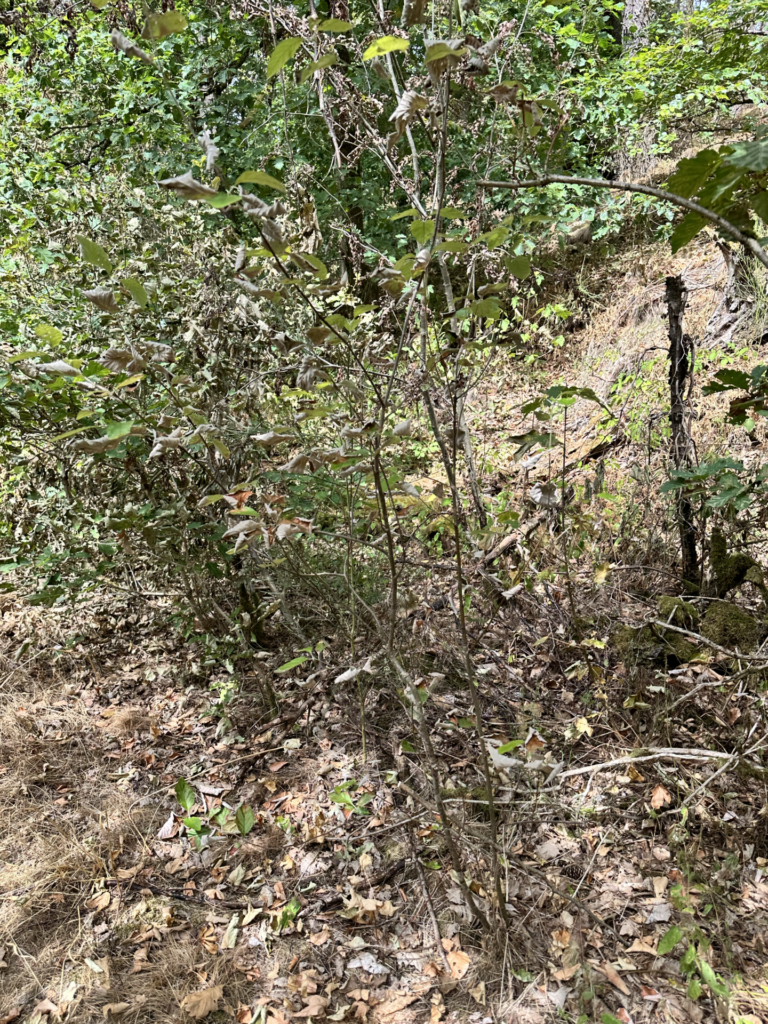 Tote Maulw&uuml;rfe am Waldweg: Wenn die Trockenheit das Leben im Boden trifft