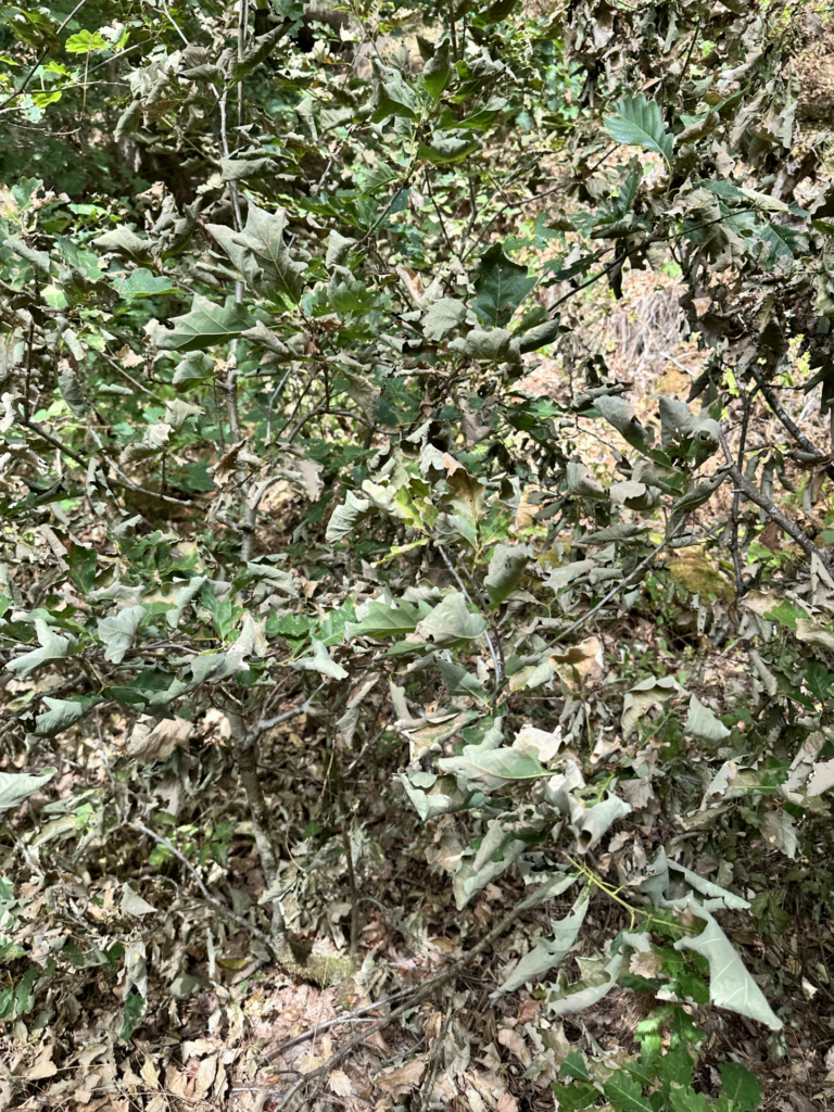 Tote Maulw&uuml;rfe am Waldweg: Wenn die Trockenheit das Leben im Boden trifft