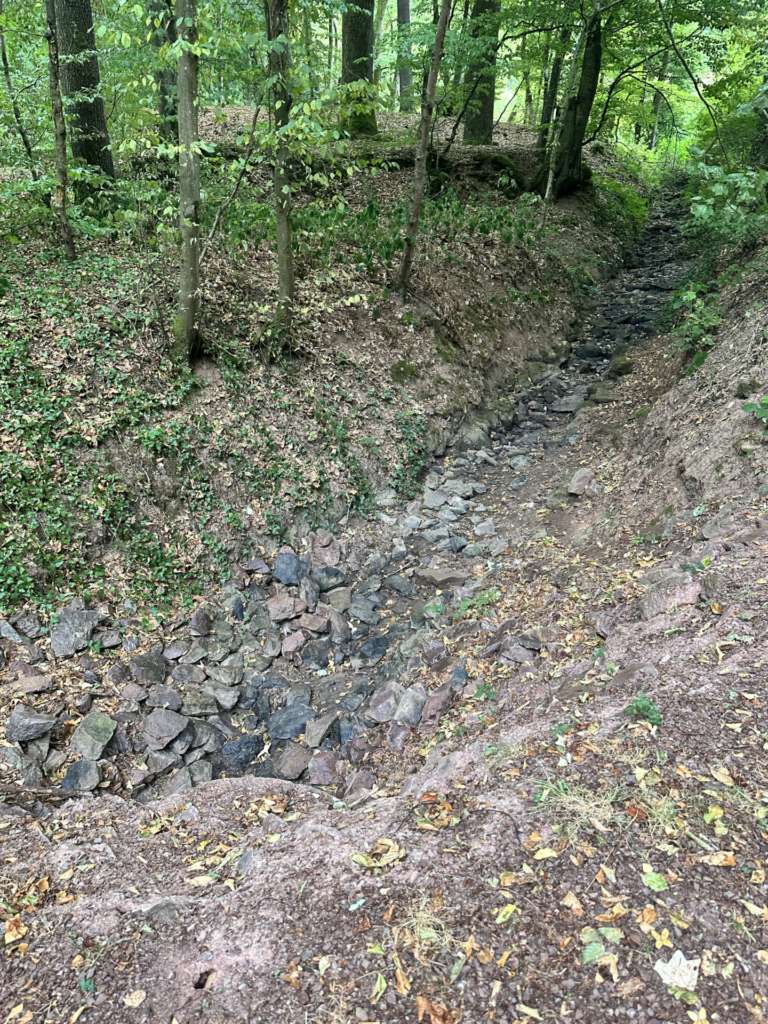 Tote Maulw&uuml;rfe am Waldweg: Wenn die Trockenheit das Leben im Boden trifft