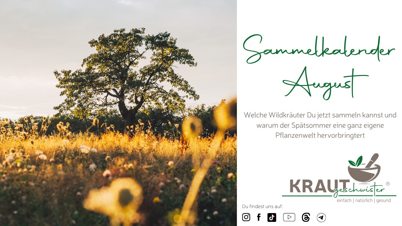 Sammelkalender August