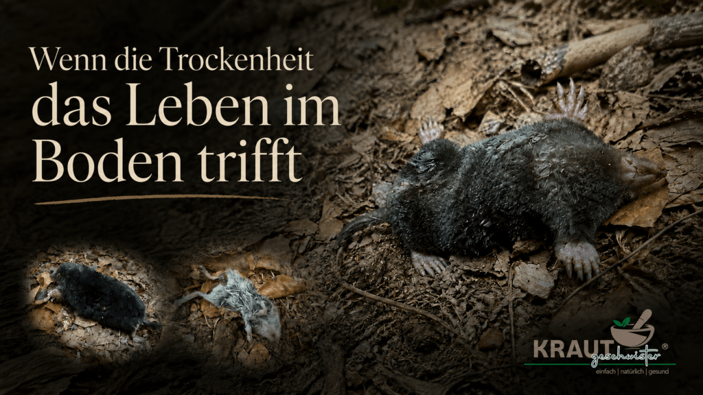 Tote Maulw&uuml;rfe am Waldweg: Wenn die Trockenheit das Leben im Boden trifft
