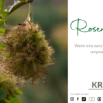 Rosengallen: Wenn eine winzige Wespe die Rose umprogrammiert