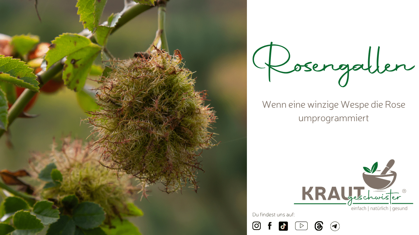 Rosengallen: Wenn eine winzige Wespe die Rose umprogrammiert