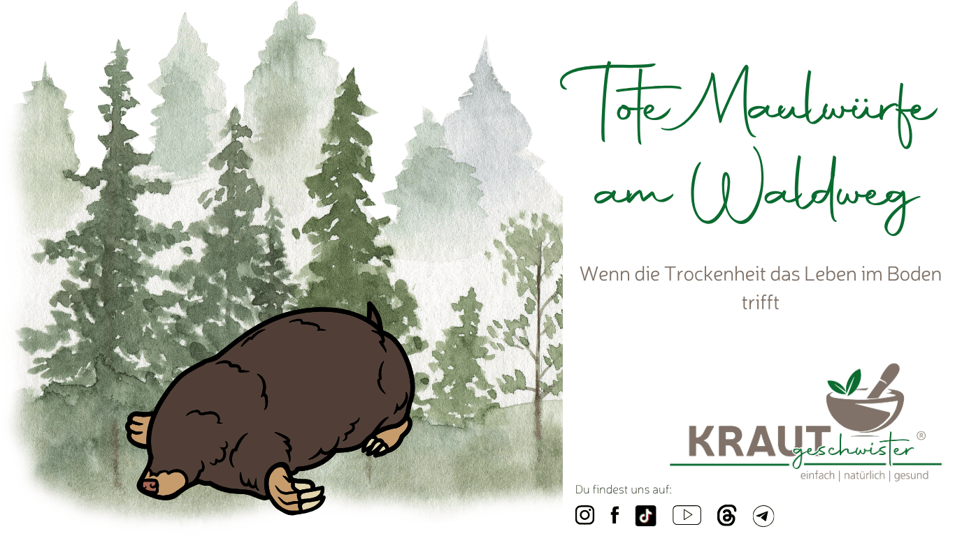 Tote Maulw&uuml;rfe am Waldweg: Wenn die Trockenheit das Leben im Boden trifft