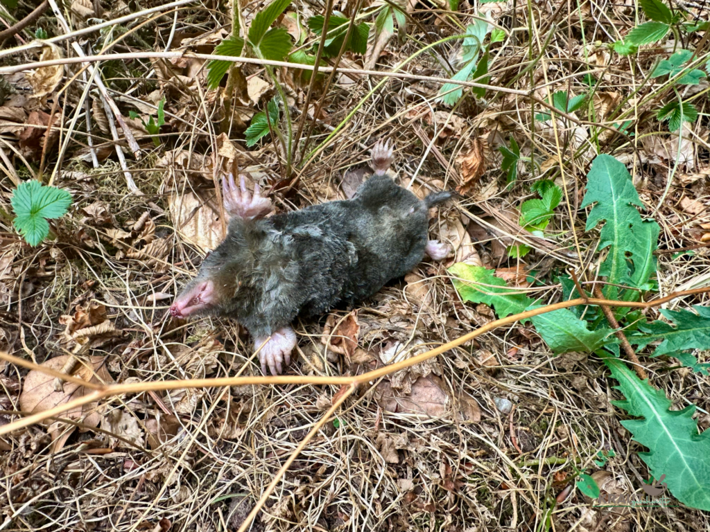 Tote Maulw&uuml;rfe am Waldweg: Wenn die Trockenheit das Leben im Boden trifft