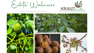 Der Walnussbaum: Mehr als eine Nuss in harter Schale