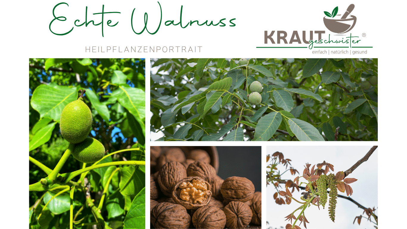 Mehr über den Artikel erfahren Der Walnussbaum: Mehr als eine Nuss in harter Schale