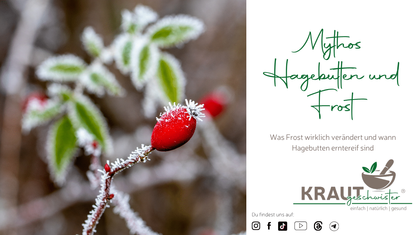 Hagebutten ernten: Warum Du nicht auf Frost warten musst